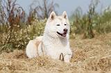 SIBERIAN HUSKY 116